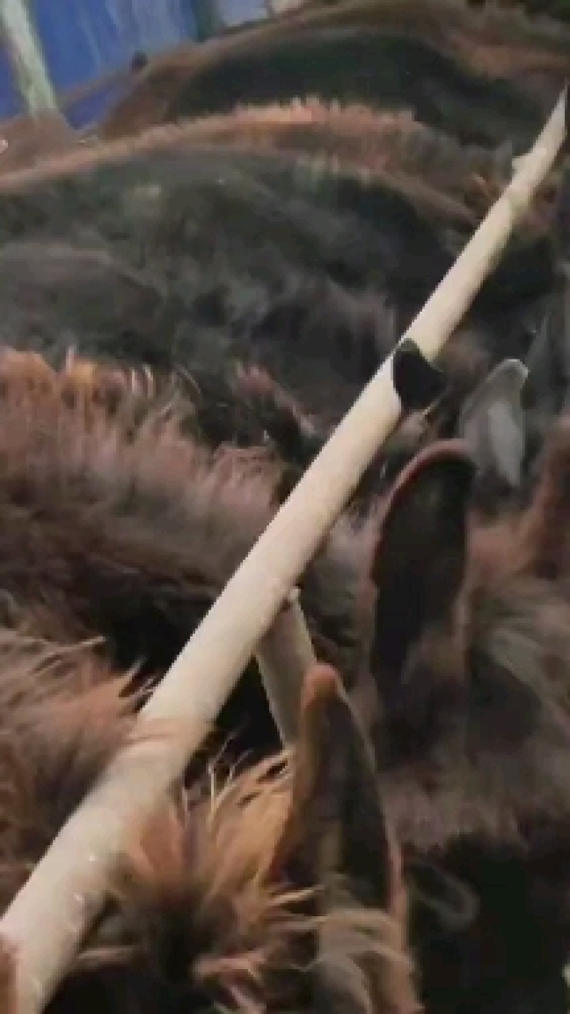 活驴苗养殖牛羊养殖
