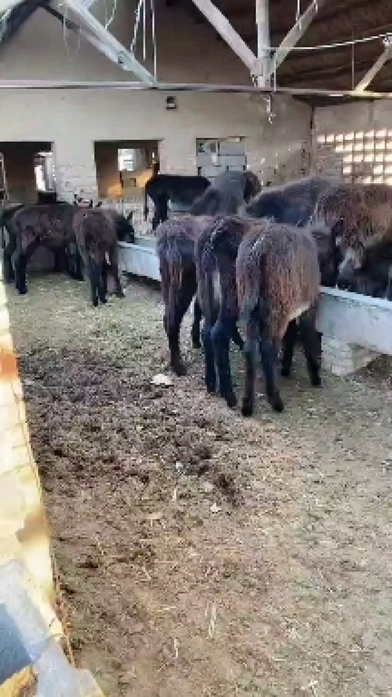 活驴苗养殖牛羊养殖