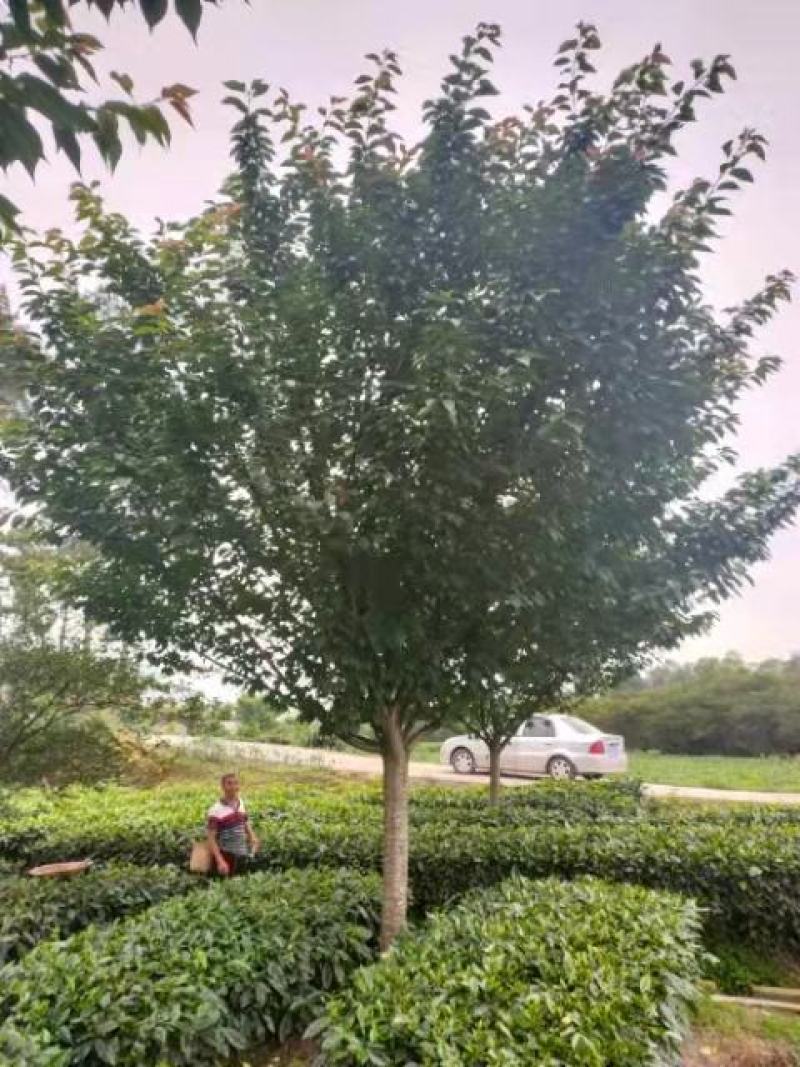 樱花树诚信经营欢迎各采购商进店咨询选购