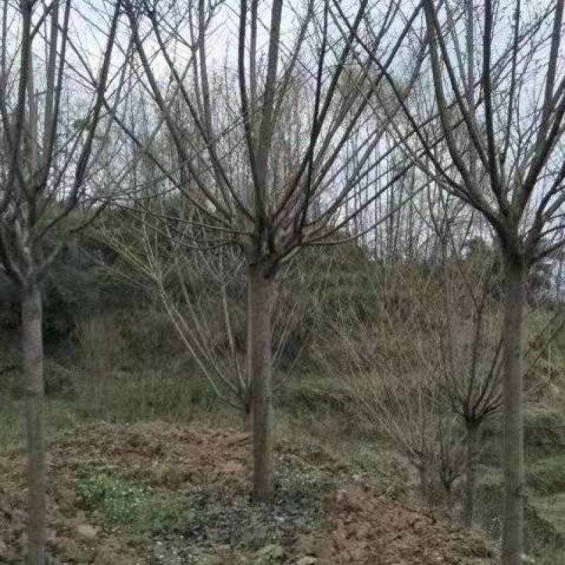 樱花树诚信经营欢迎各采购商进店咨询选购