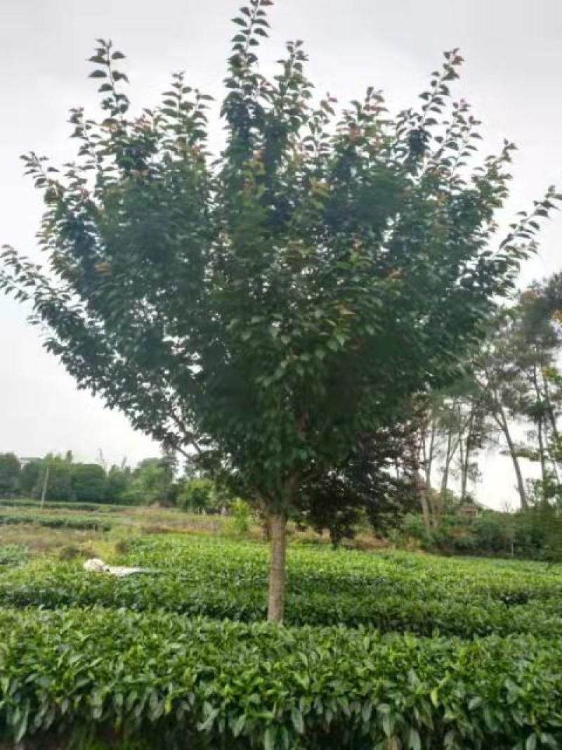 樱花树诚信经营欢迎各采购商进店咨询选购