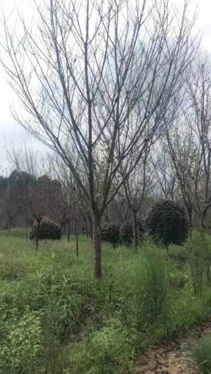 樱花树诚信经营欢迎各采购商进店咨询选购