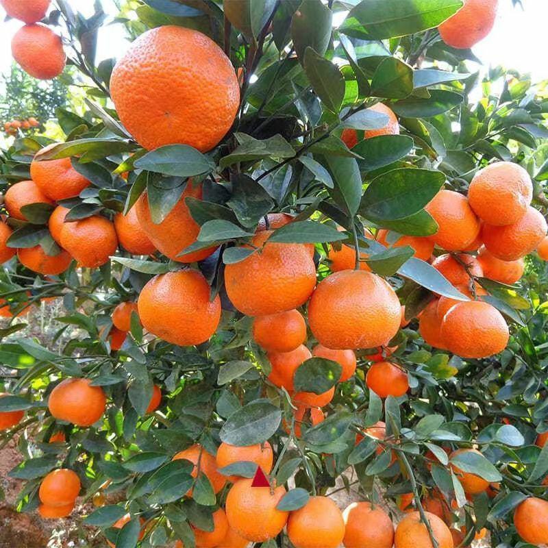 广西无籽沙糖桔南北方种植果树苗当年结果