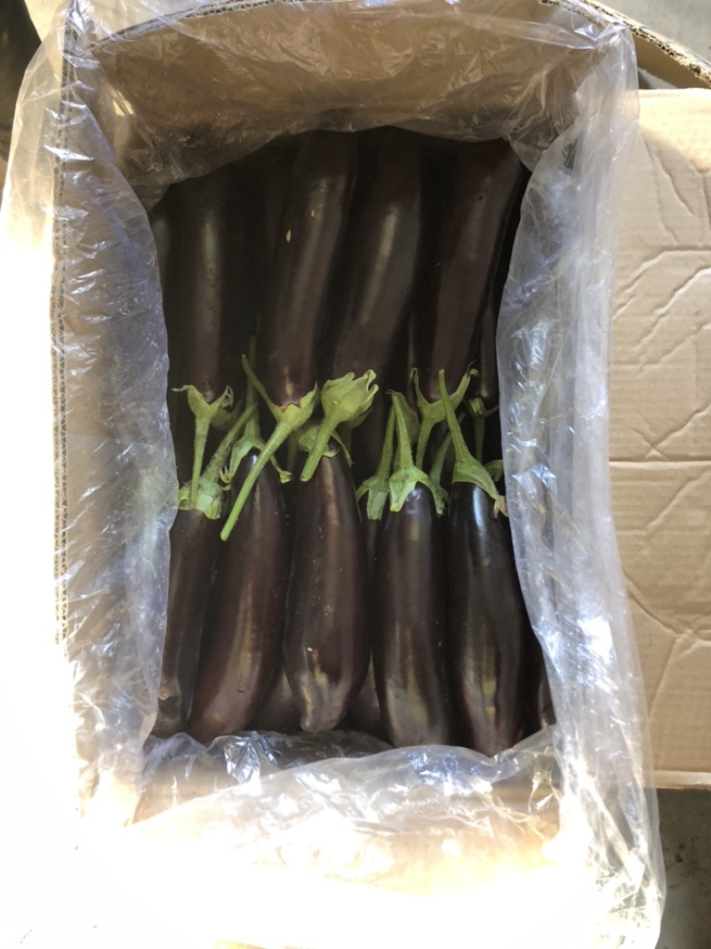辽宁绥中长茄茄子烧烤茄市场食堂大集货大量供应货源