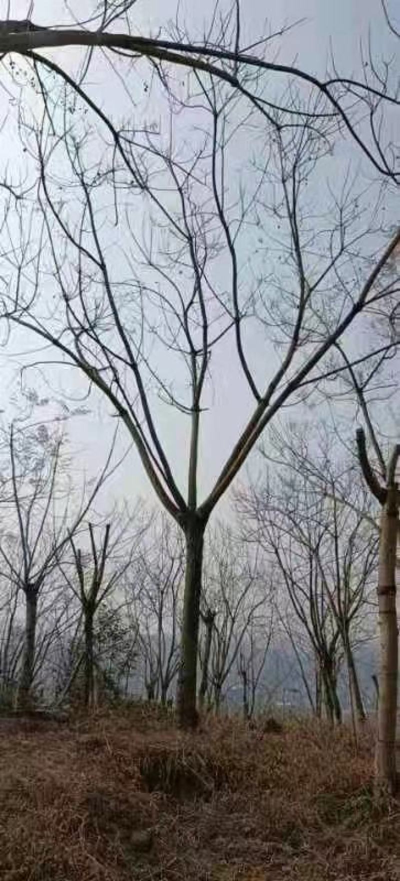 蓝花楹规格齐全产地直发欢迎进店咨询选购
