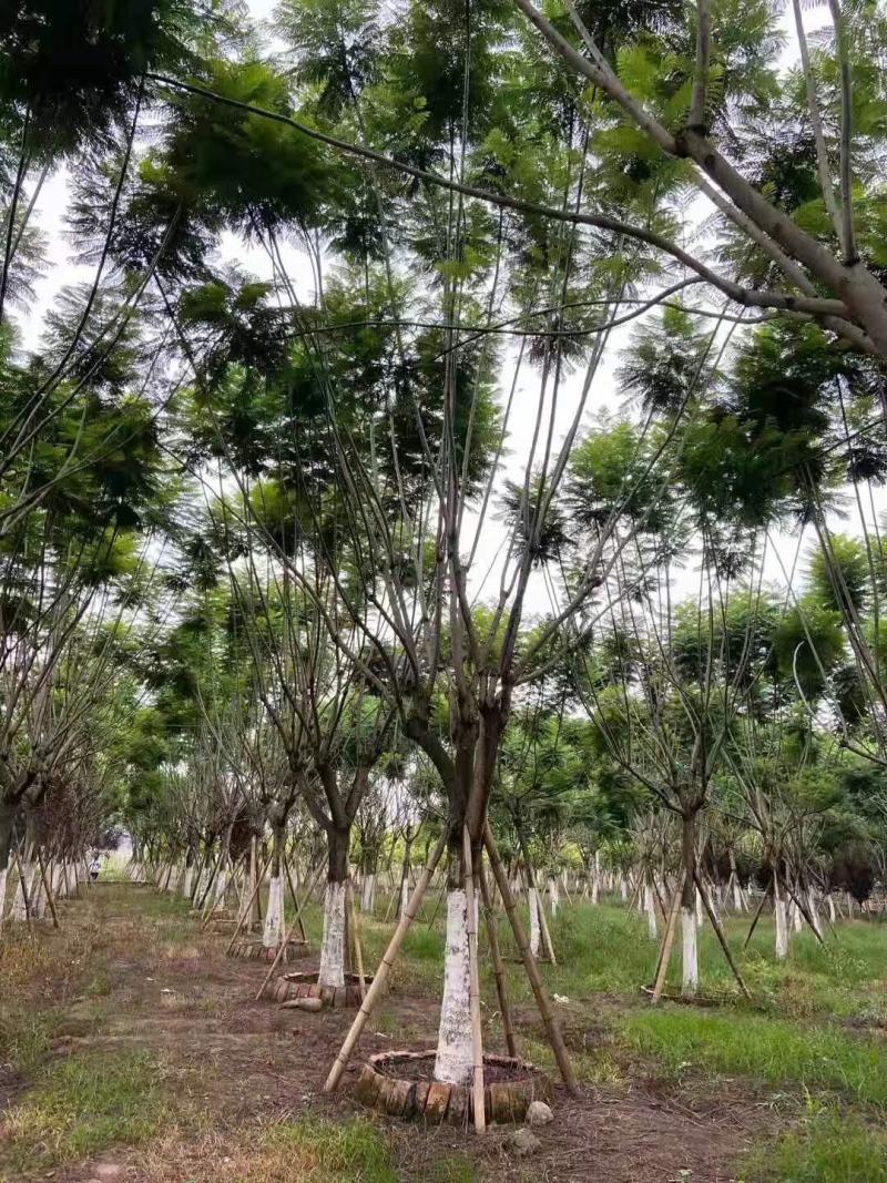 蓝花楹规格齐全产地直发欢迎进店咨询选购