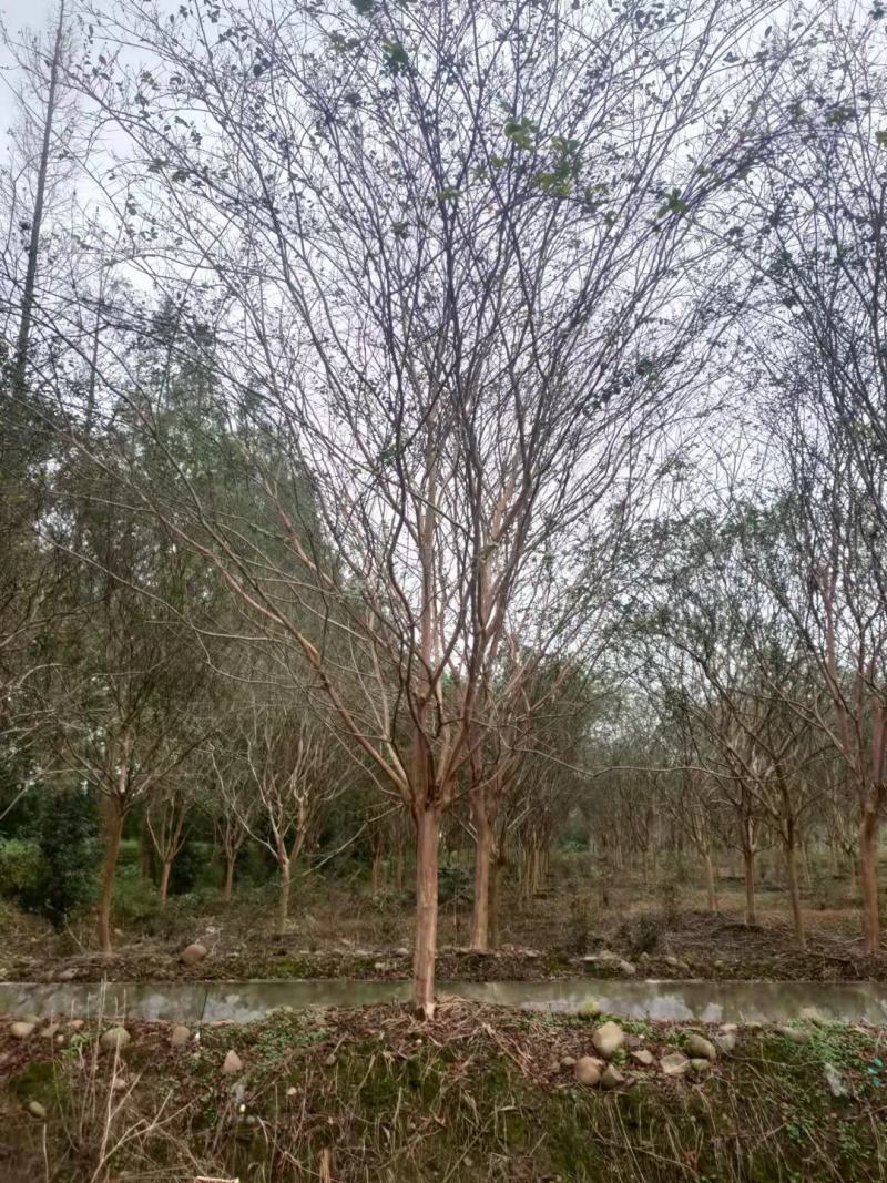 蓝花楹规格齐全产地直发欢迎进店咨询选购