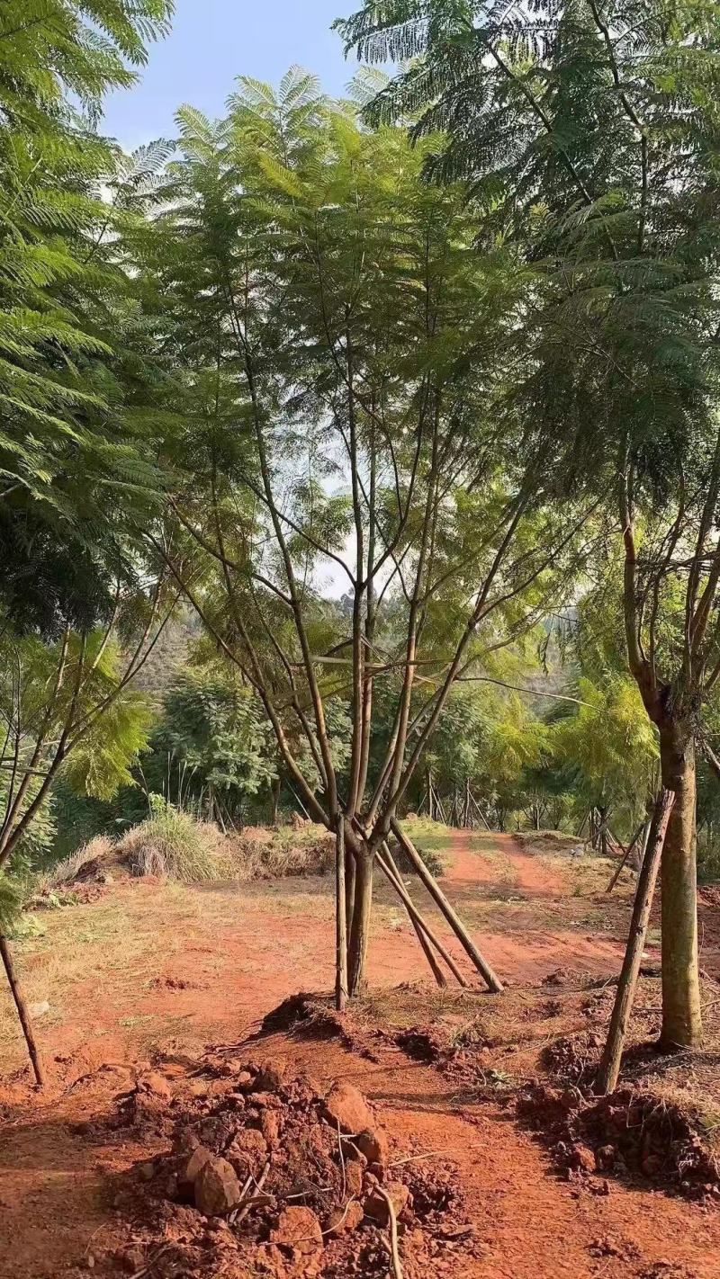 蓝花楹规格齐全产地直发欢迎进店咨询选购