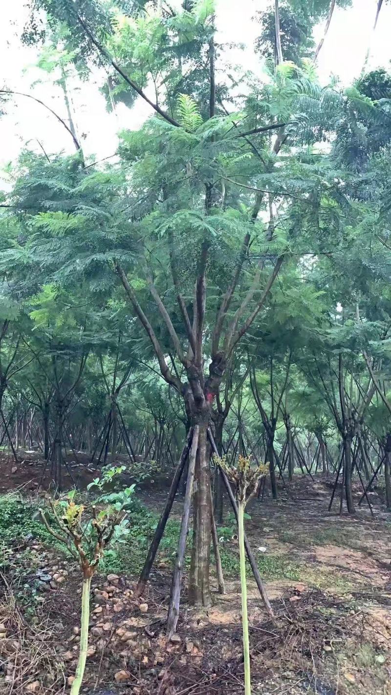 蓝花楹规格齐全产地直发欢迎进店咨询选购