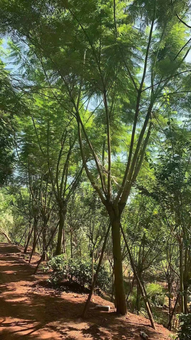 蓝花楹规格齐全产地直发欢迎进店咨询选购