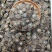 正宗化州橘红化州橘红片一手货源服务全国发货诚信橘红片包邮