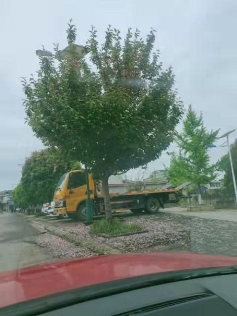 丛生海棠产地直发货品优良欢迎咨询选购