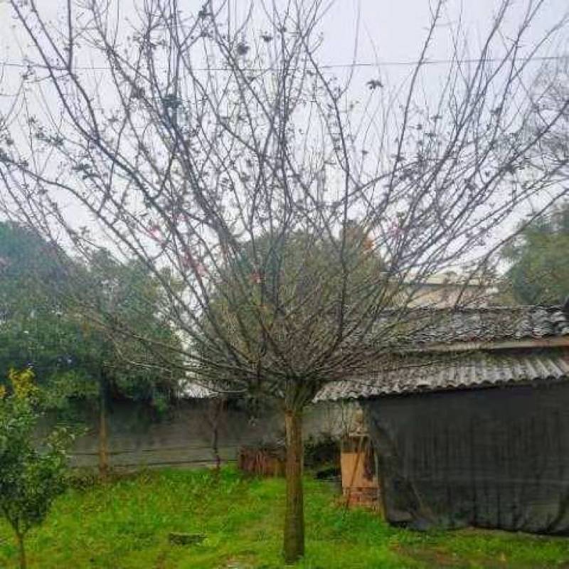 丛生海棠产地直发货品优良欢迎咨询选购
