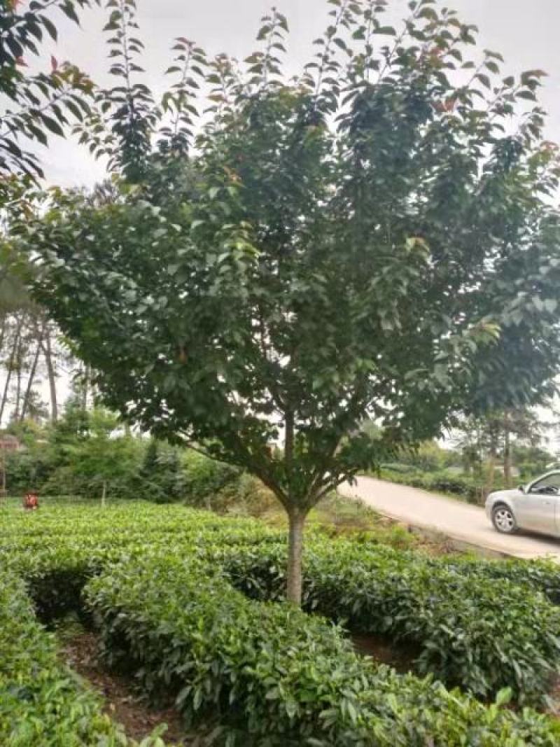 丛生海棠产地直发货品优良欢迎咨询选购
