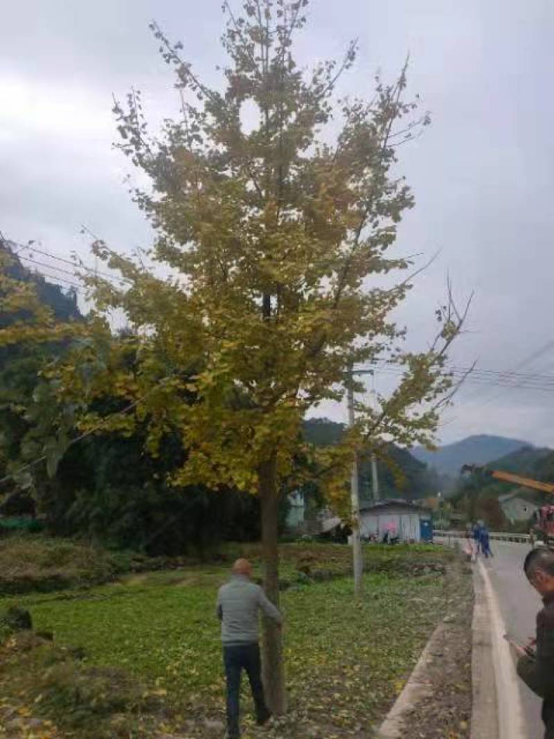 银杏树多种规格诚信经营产地直发欢迎咨询