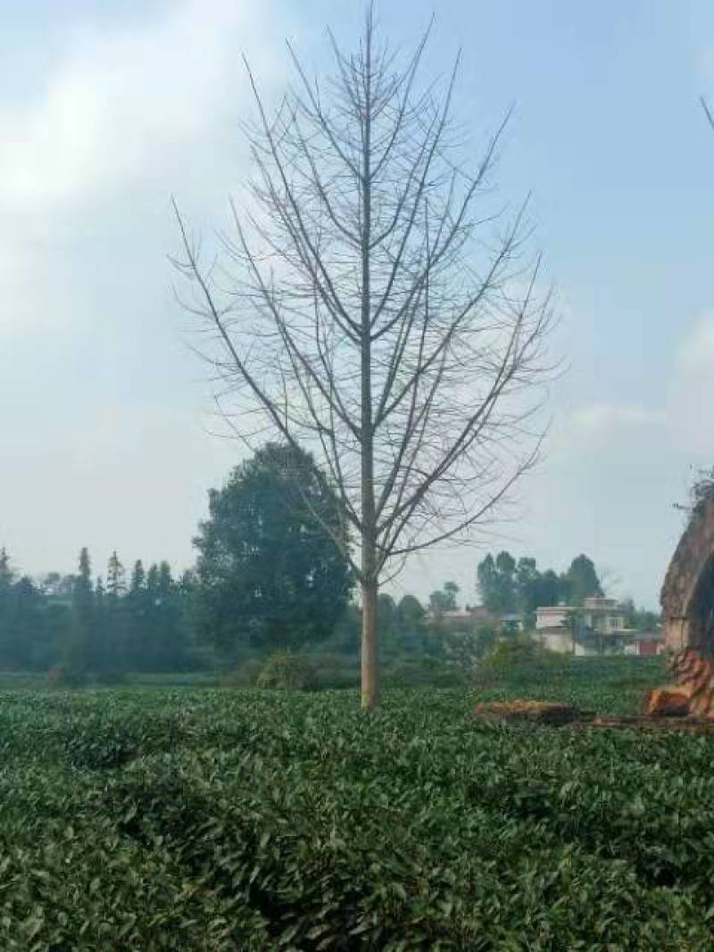 银杏树多种规格诚信经营产地直发欢迎咨询