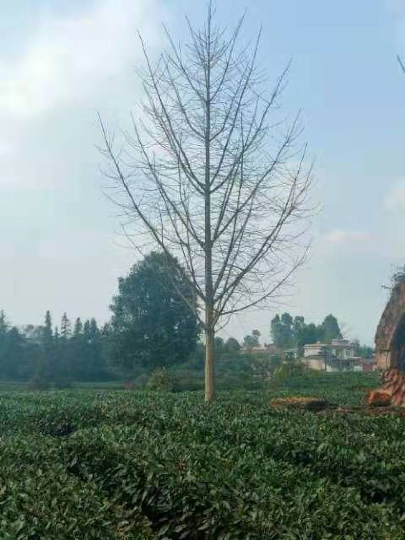 银杏树多种规格诚信经营产地直发欢迎咨询
