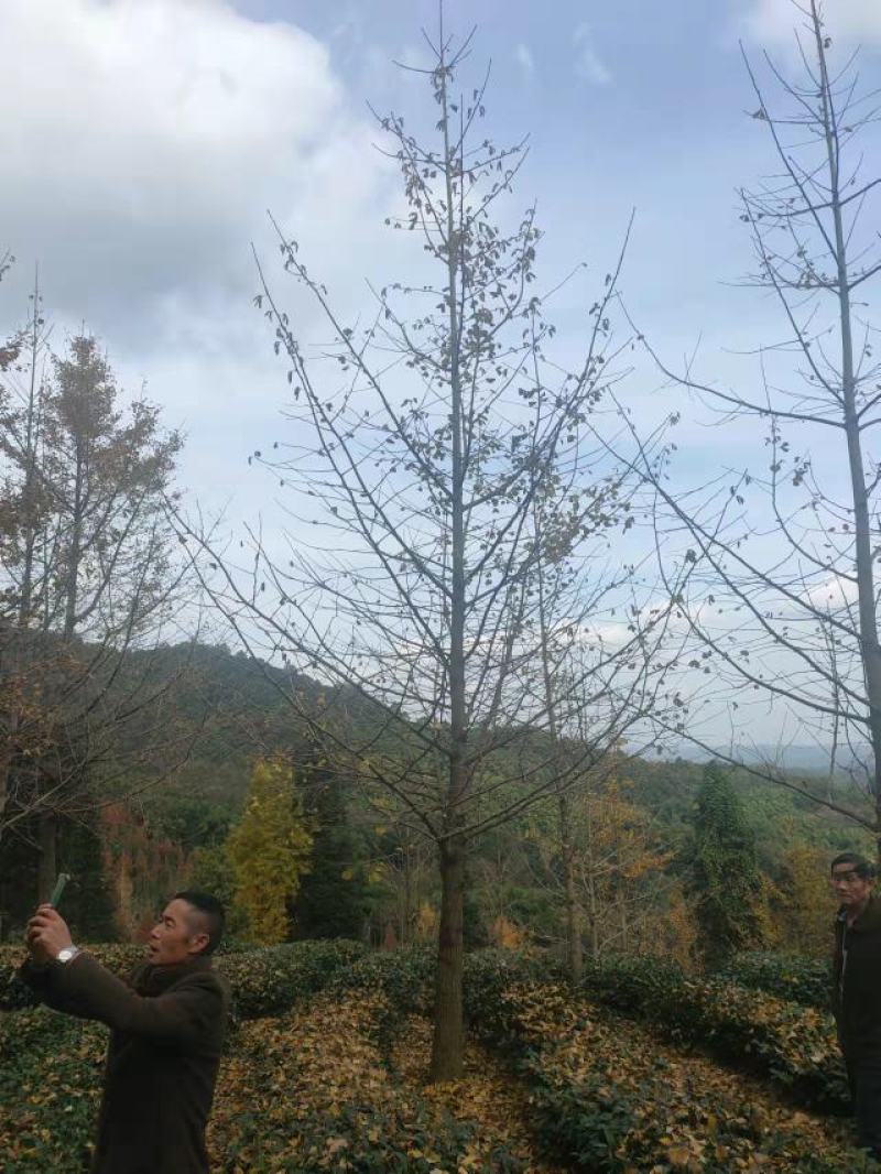 银杏树多种规格诚信经营产地直发欢迎咨询