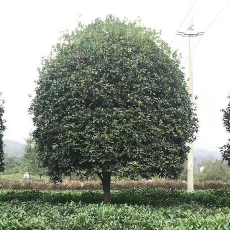 大量出售一手货源：桂花5—25公分银杏15—30公分