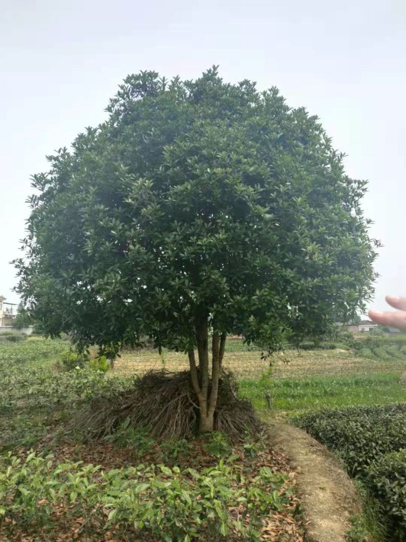 大量出售一手货源：桂花5—25公分银杏15—30公分
