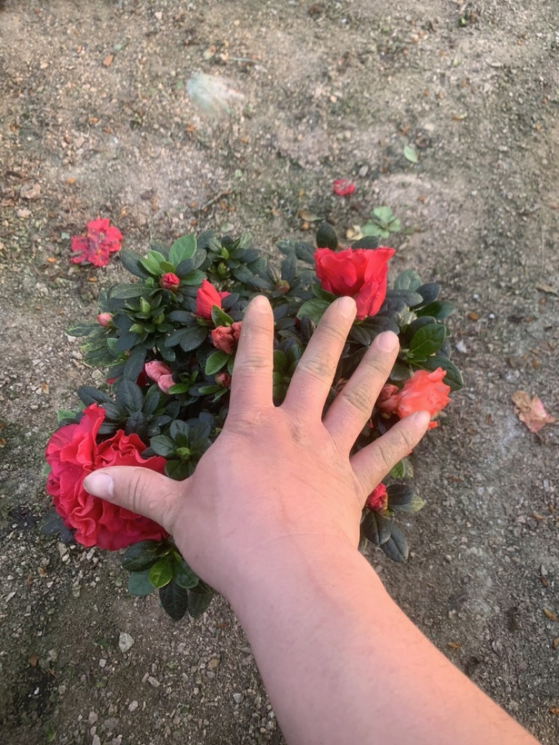 杜鹃18杯双色杜鹃春花18杯梅红桃西玛现货