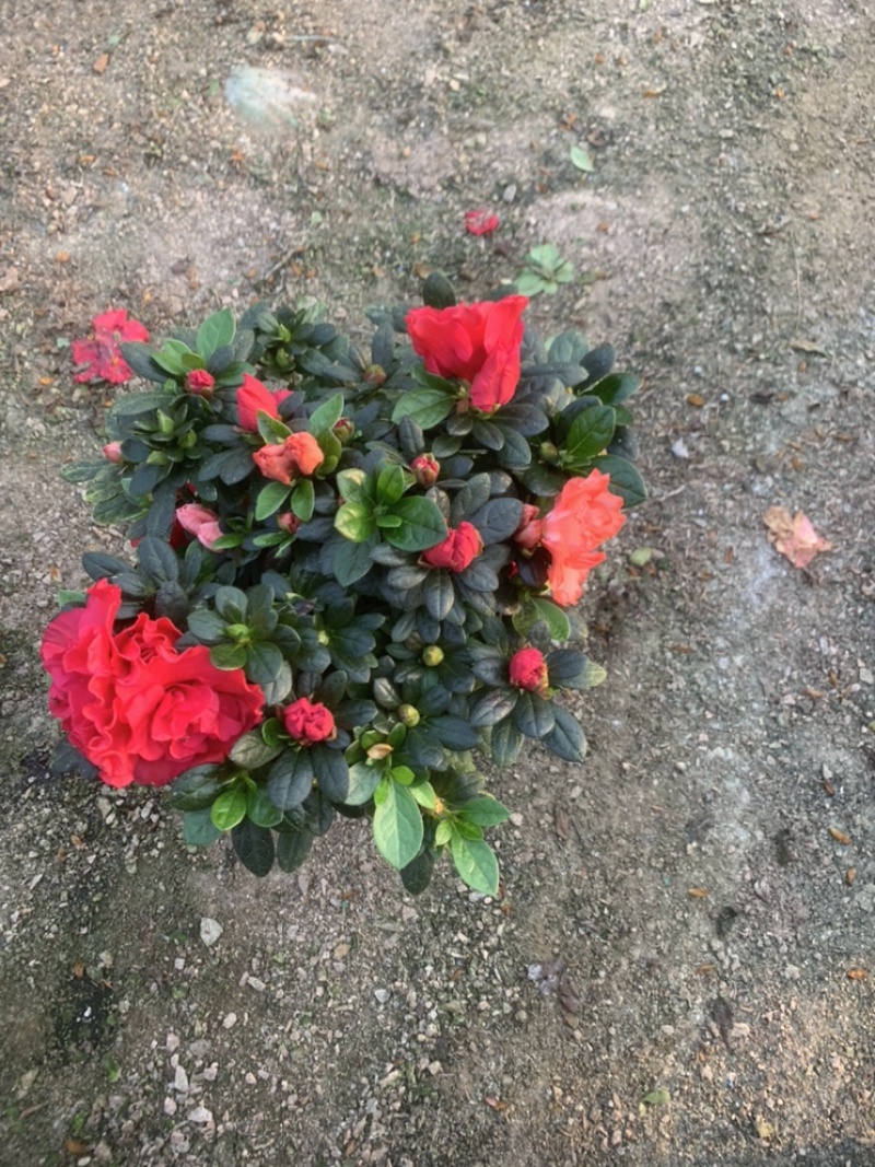 杜鹃18杯双色杜鹃春花18杯梅红桃西玛现货