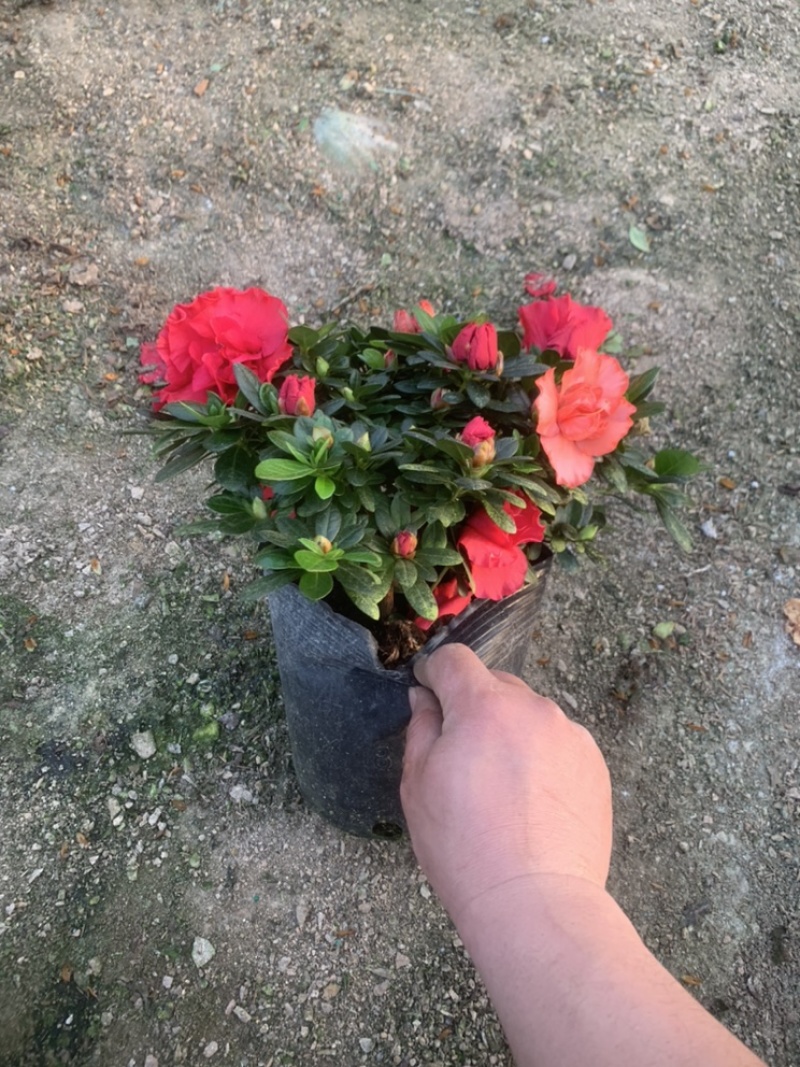 杜鹃18杯双色杜鹃春花18杯梅红桃西玛现货