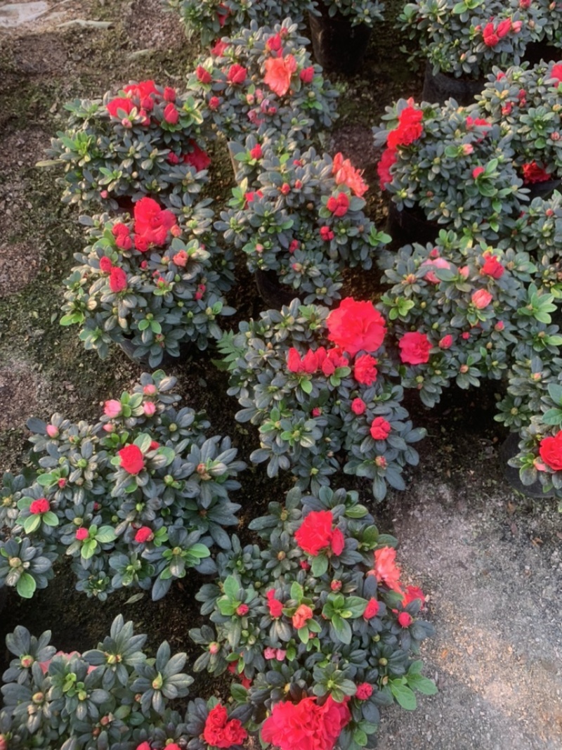 杜鹃18杯双色杜鹃春花18杯梅红桃西玛现货