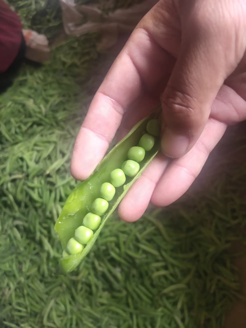 豌豆荚~万亩基地，大量供应市场、电商、加工厂，质量保证