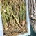 安徽省六安市大量供应浙大一号早熟双季茭白苗，包运费技术。