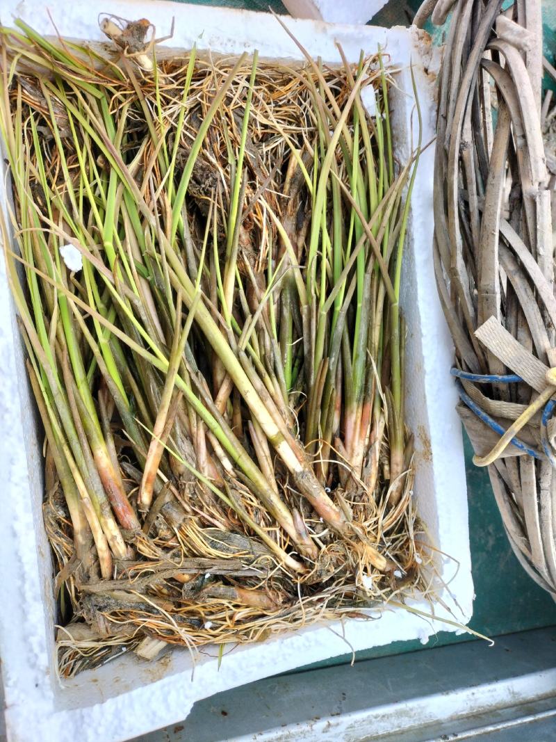 安徽省六安市大量供应浙大一号早熟双季茭白苗，包运费技术。