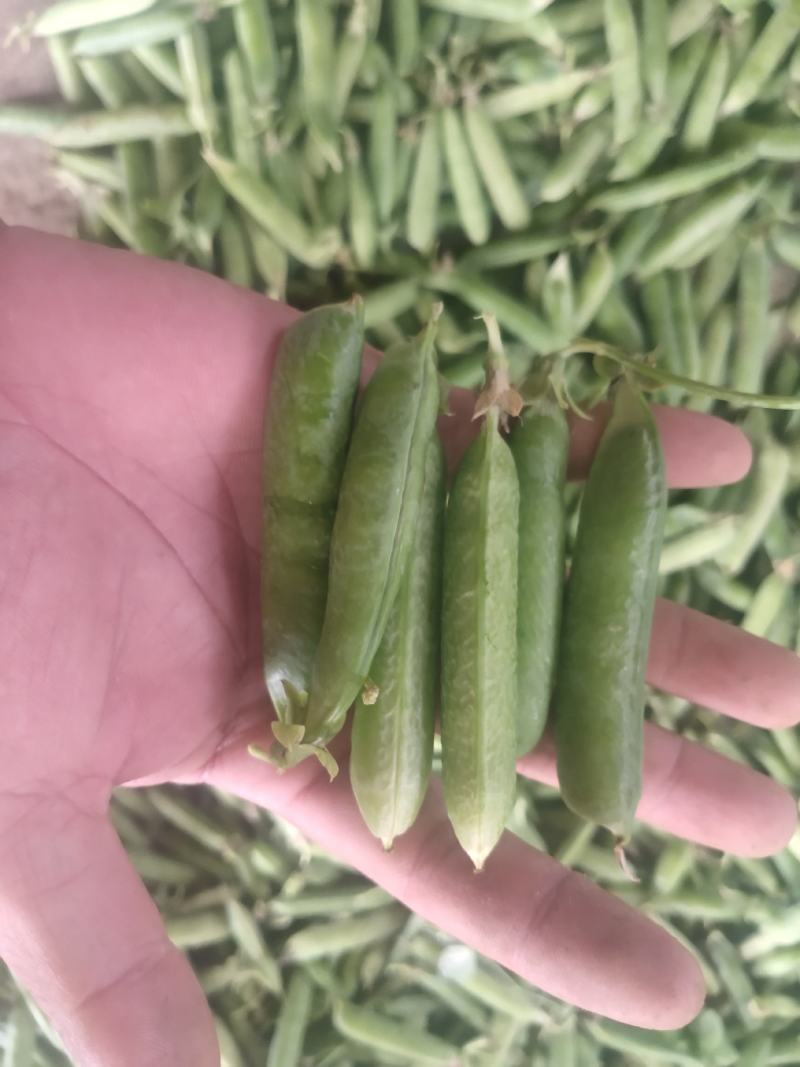 豌豆荚~万亩基地，大量供应市场、电商、加工厂，质量保证