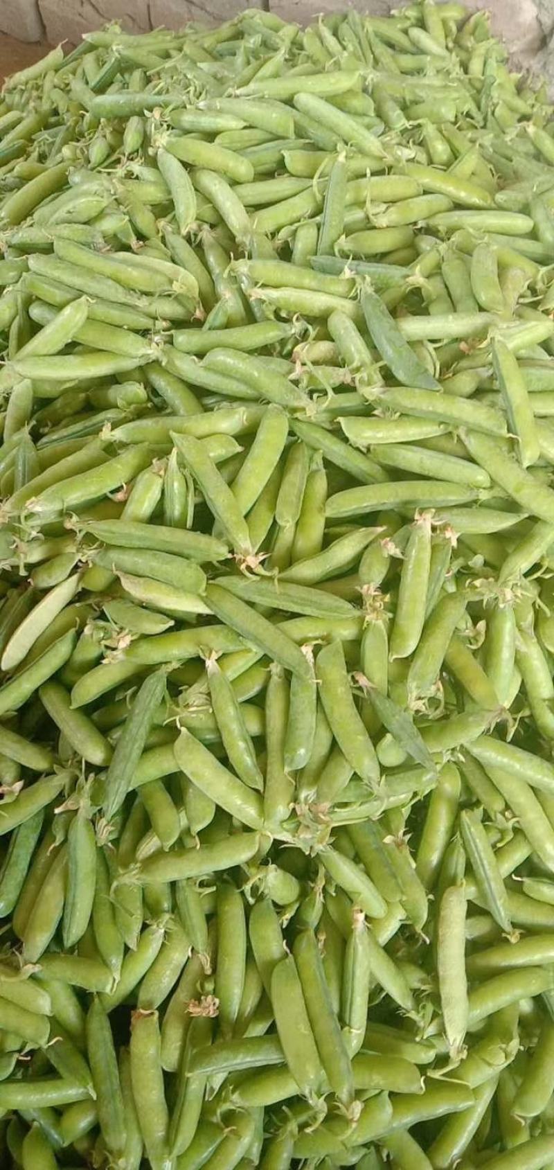 豌豆荚~万亩基地，大量供应市场、电商、加工厂，质量保证