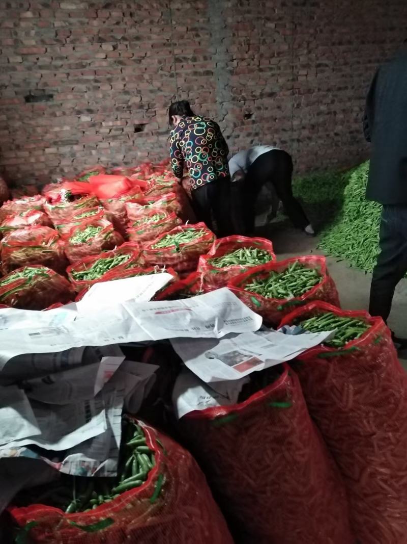 豌豆荚~万亩基地，大量供应市场、电商、加工厂，质量保证