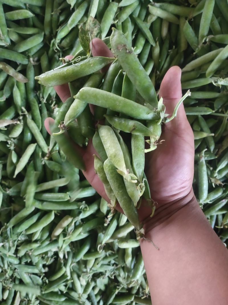 豌豆荚~万亩基地，大量供应市场、电商、加工厂，质量保证