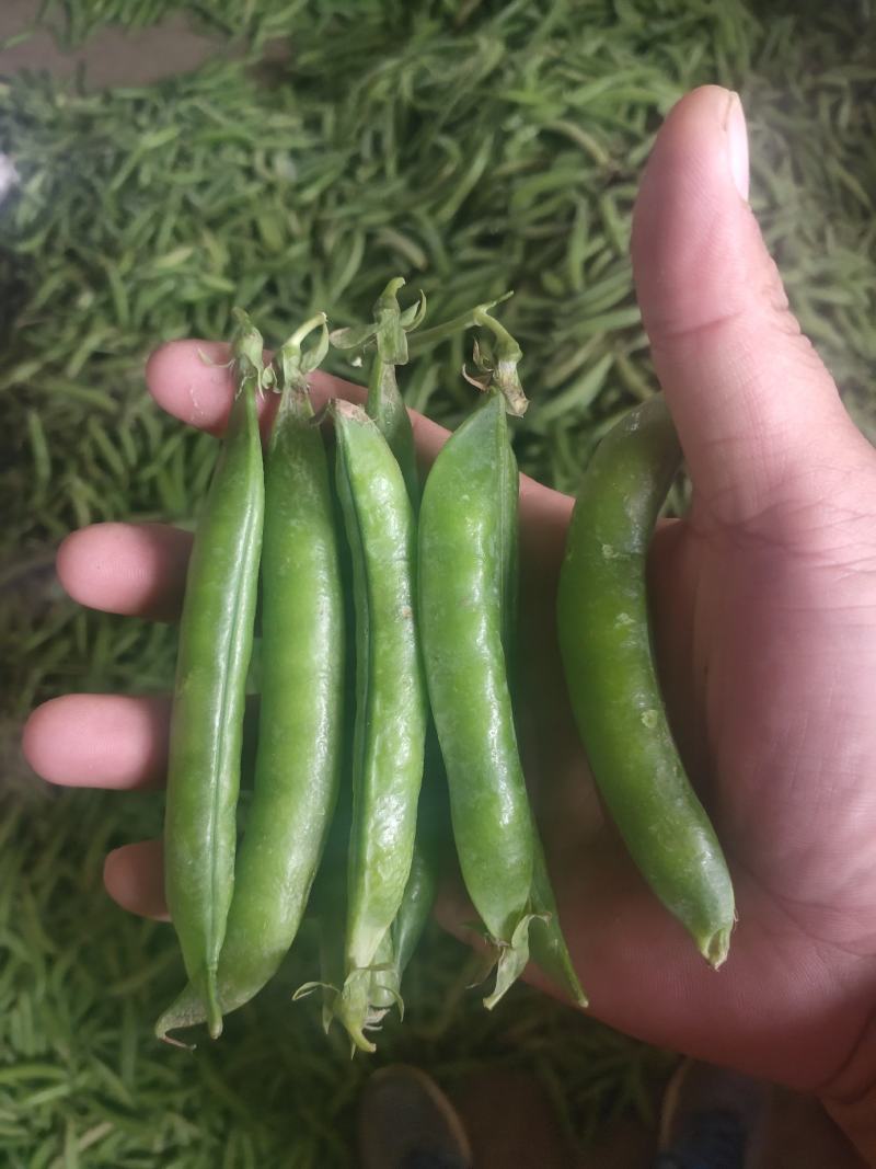 豌豆荚~万亩基地，大量供应市场、电商、加工厂，质量保证