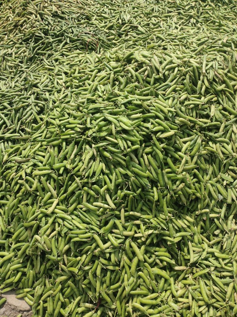 豌豆荚~万亩基地，大量供应市场、电商、加工厂，质量保证