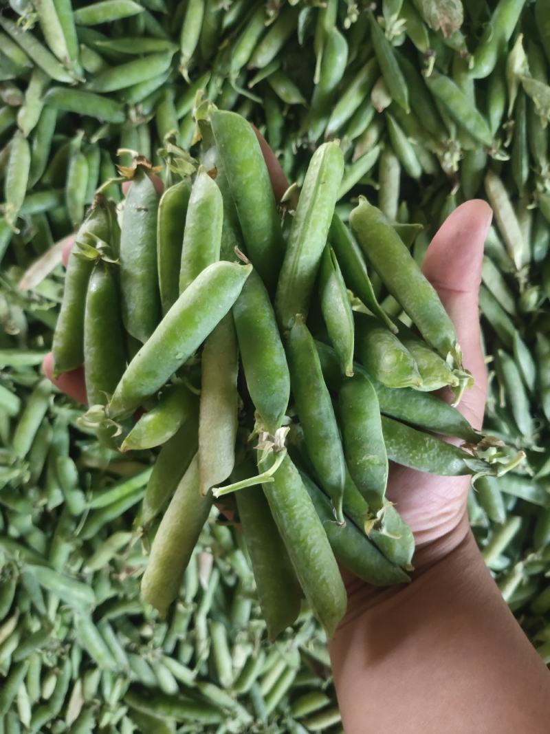 豌豆荚~万亩基地，大量供应市场、电商、加工厂，质量保证