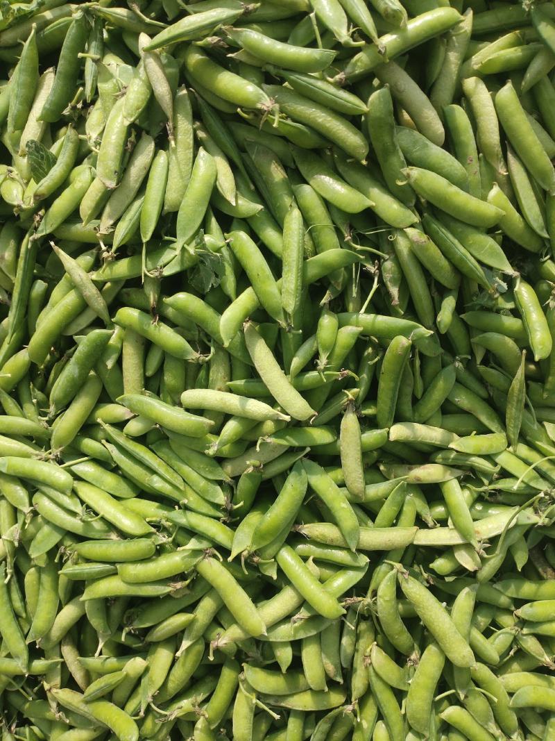 豌豆荚~万亩基地，大量供应市场、电商、加工厂，质量保证