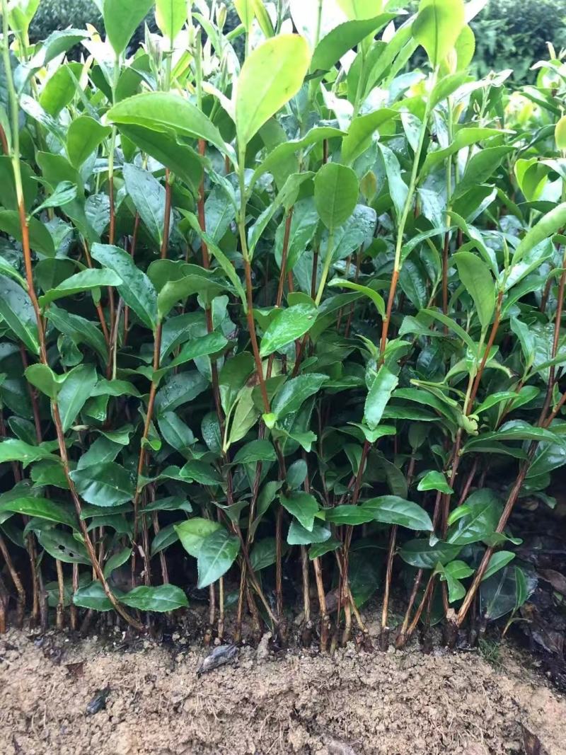 茶苗量大从优品种纯正根系发达产地直发