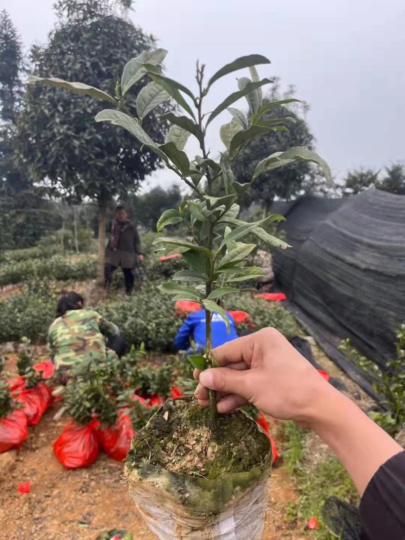 茶苗量大从优品种纯正根系发达产地直发