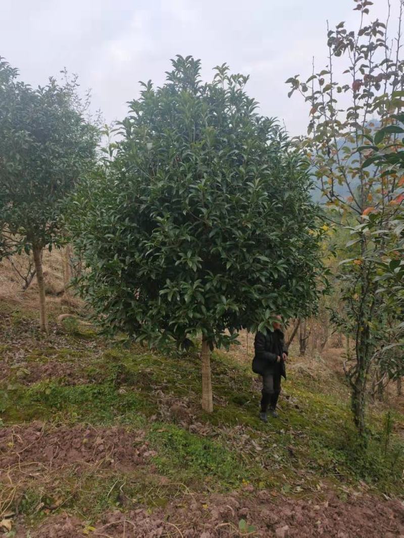 茶苗量大从优品种纯正根系发达产地直发