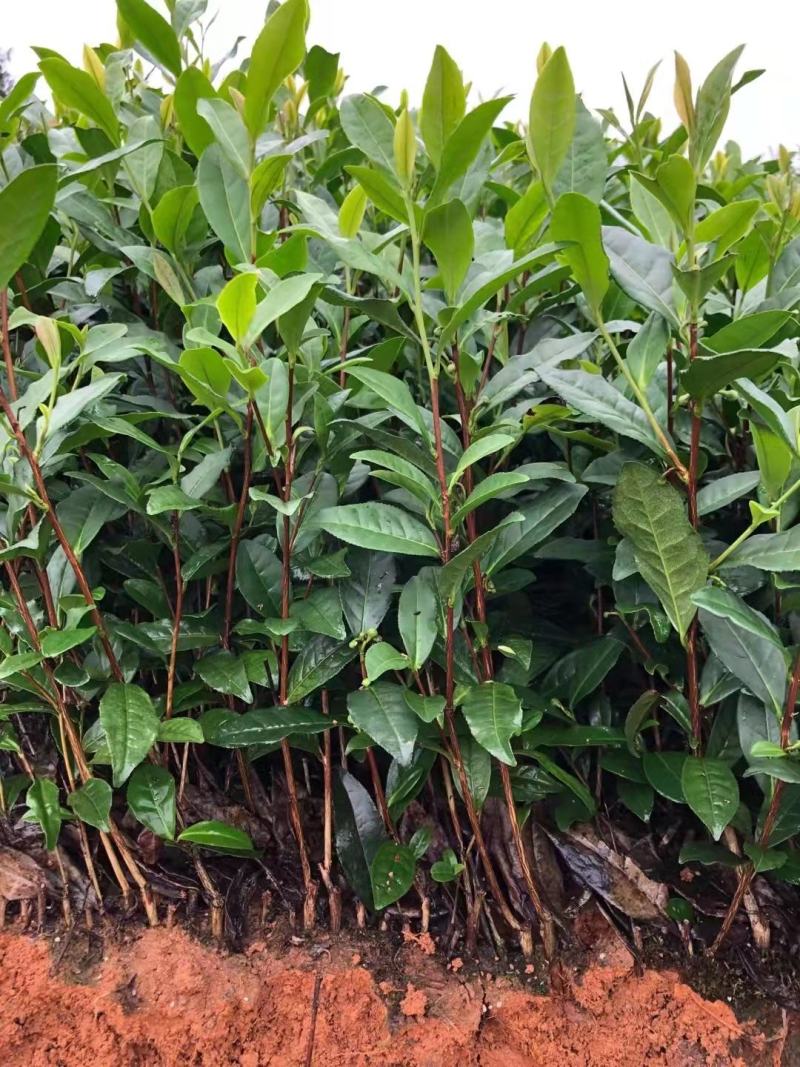 茶苗量大从优品种纯正根系发达产地直发