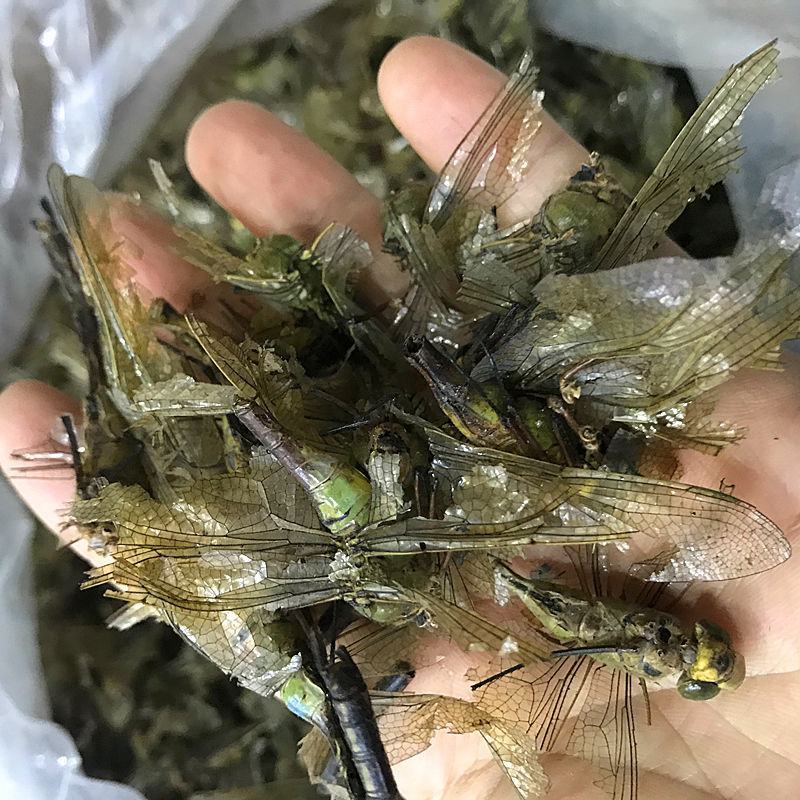 蜻蜓，道地药材，质优价实，品质保证，药典标准一公斤起批