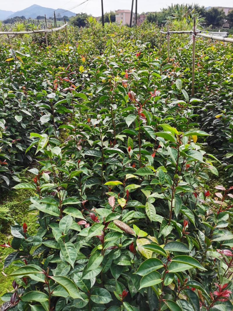 油茶苗红花油茶苗大果红花油茶苗红花油茶树苗
