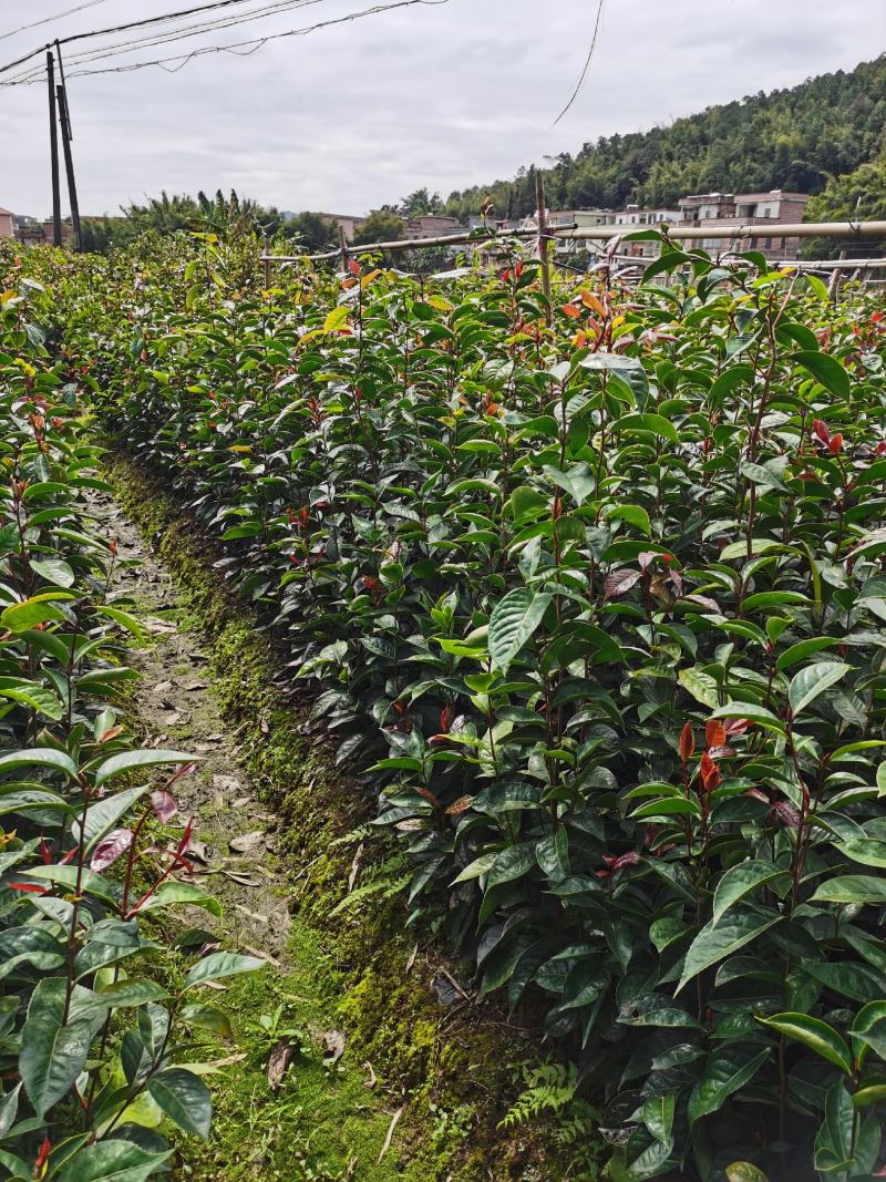 油茶苗红花油茶苗大果红花油茶苗红花油茶树苗