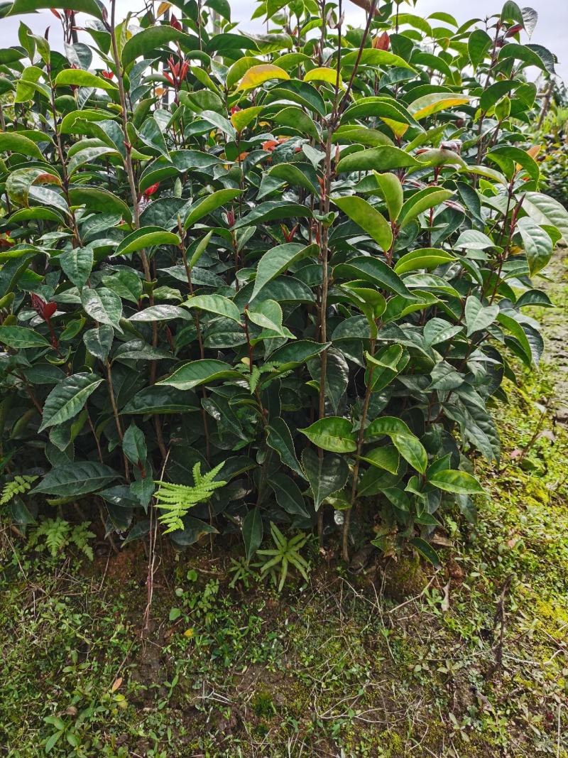 油茶苗红花油茶苗大果红花油茶苗红花油茶树苗