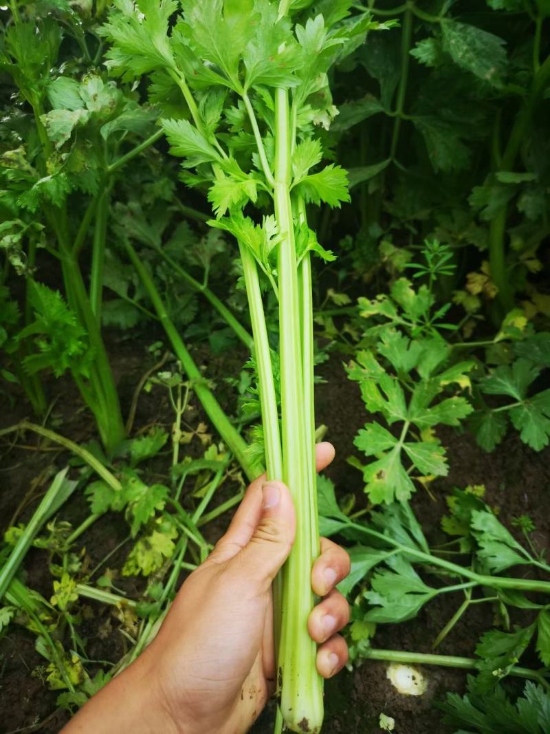 精品大棚芹菜，质量保证供货量大，价格美丽需要联系