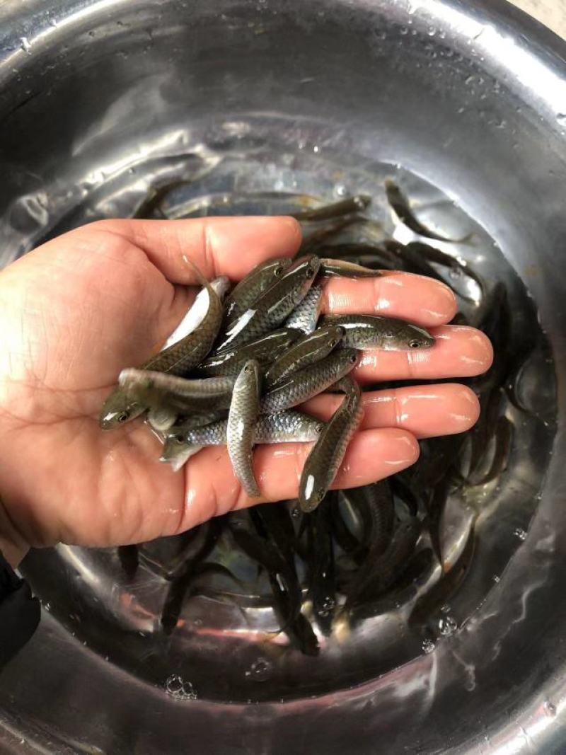 中华倒刺鲃鱼苗货源足价格优