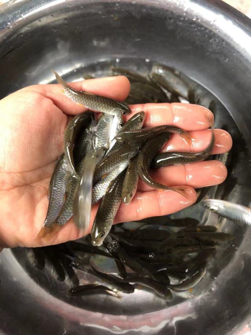 中华倒刺鲃鱼苗货源足价格优